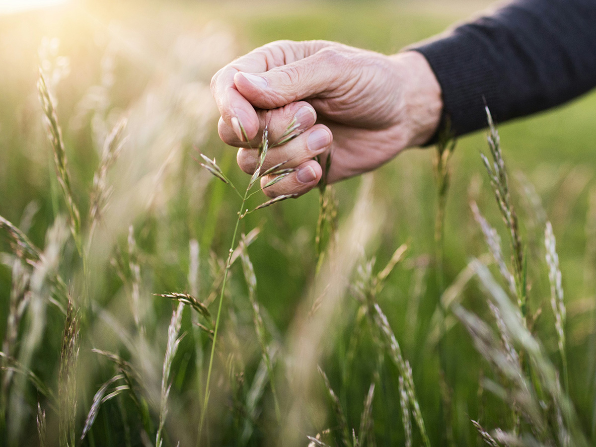 Hand in Wheat v3 PS1200